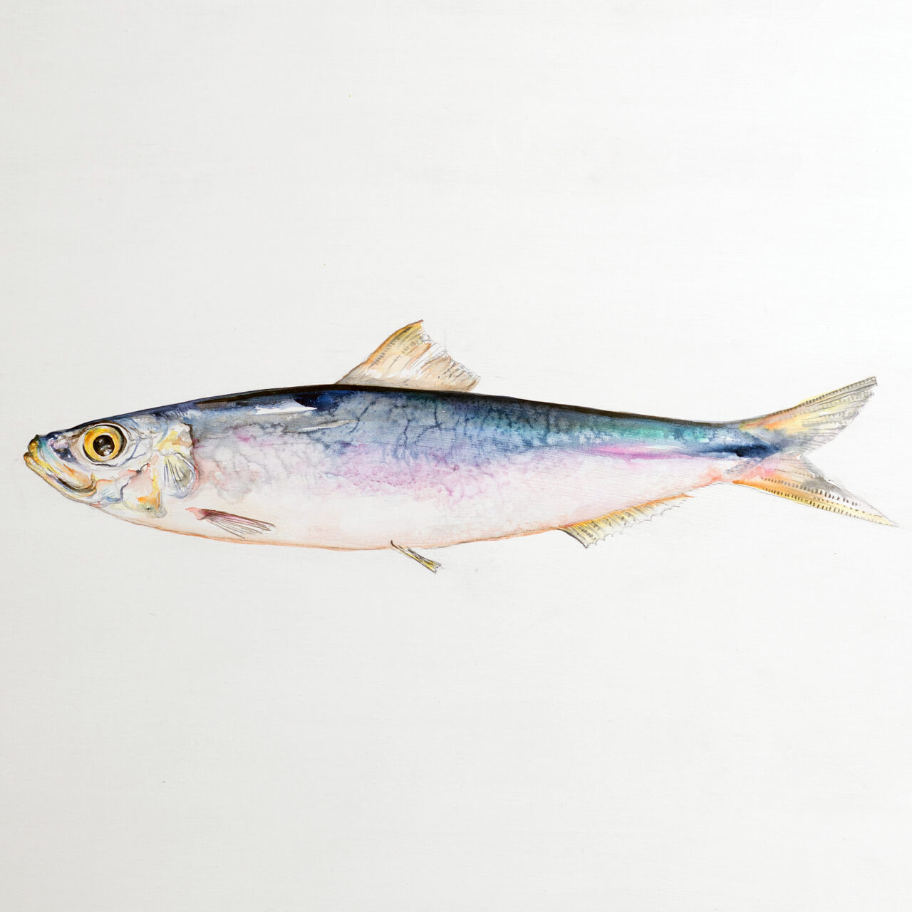 sardina-pilchardus